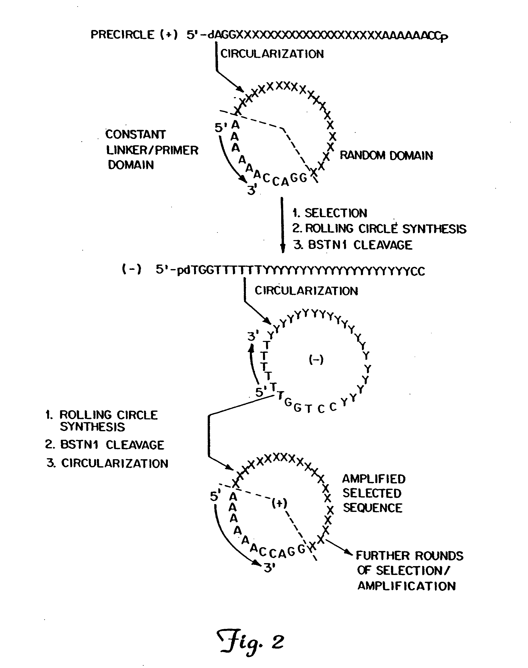Circular DNA vectors for synthesis of RNA and DNA