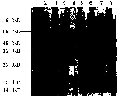 Method for rapid and accurate detection of tomato yellow leaf curl virus (TYLCV)