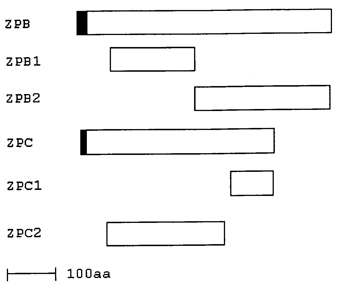 Vaccines with enhanced immune response and methods for their preparation