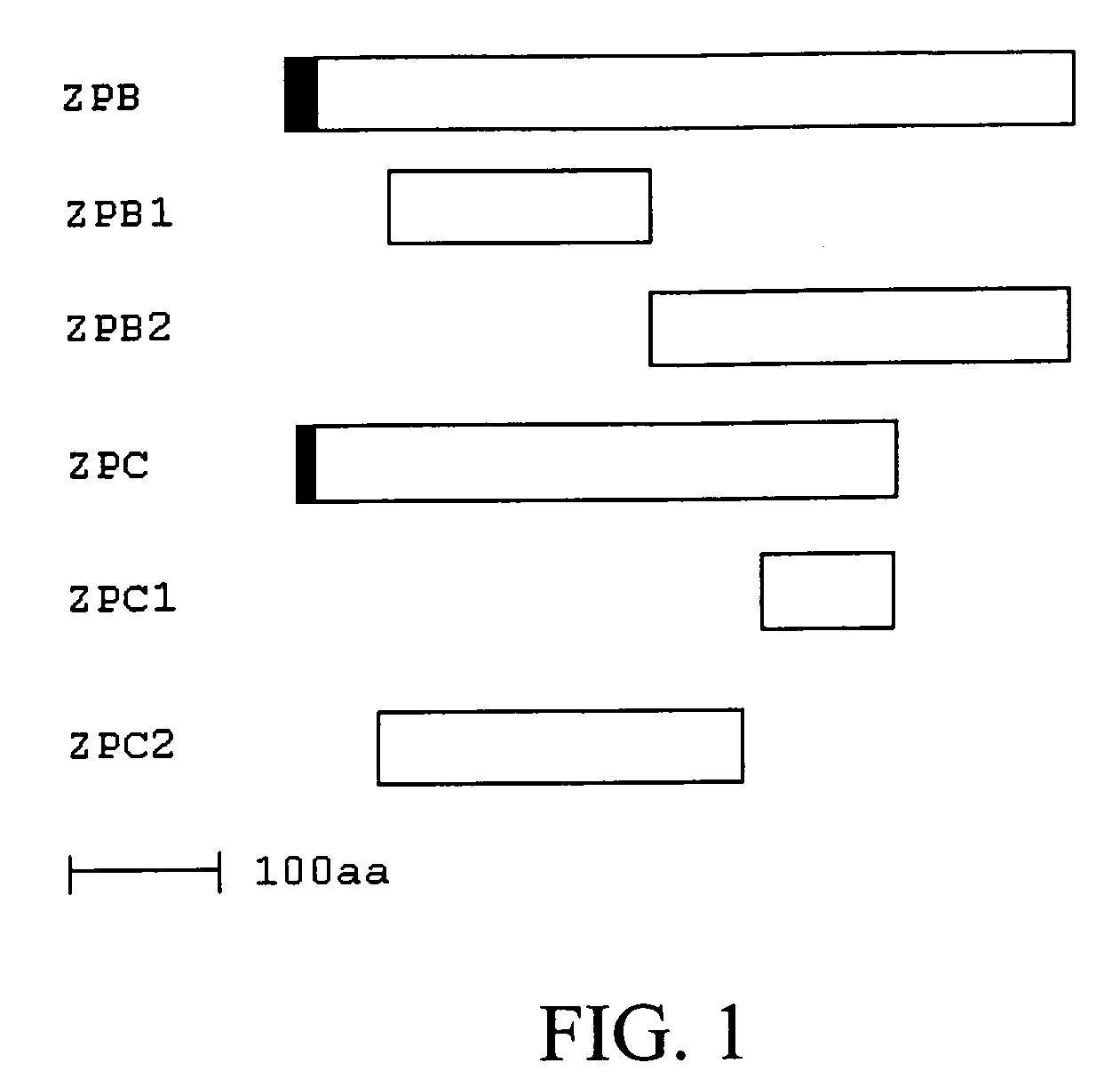 Vaccines with enhanced immune response and methods for their preparation