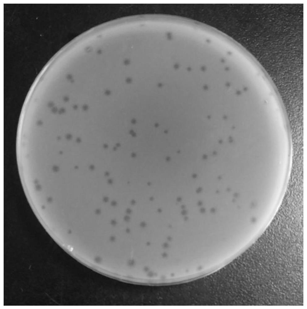 Vibrio fluvialis bacteriophage YZU.V.F.P-21612C and application thereof