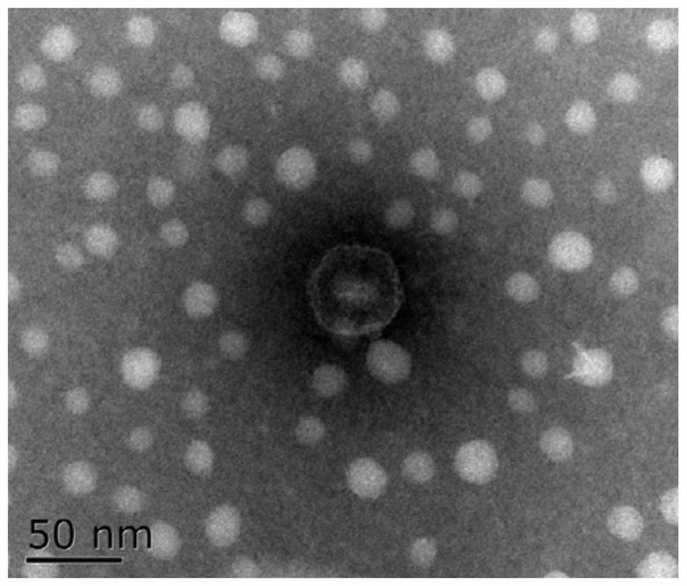 Vibrio fluvialis bacteriophage YZU.V.F.P-21612C and application thereof