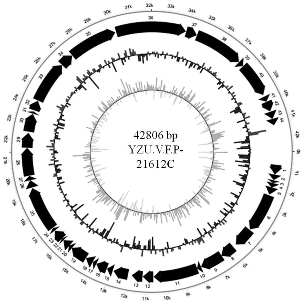 Vibrio fluvialis bacteriophage YZU.V.F.P-21612C and application thereof