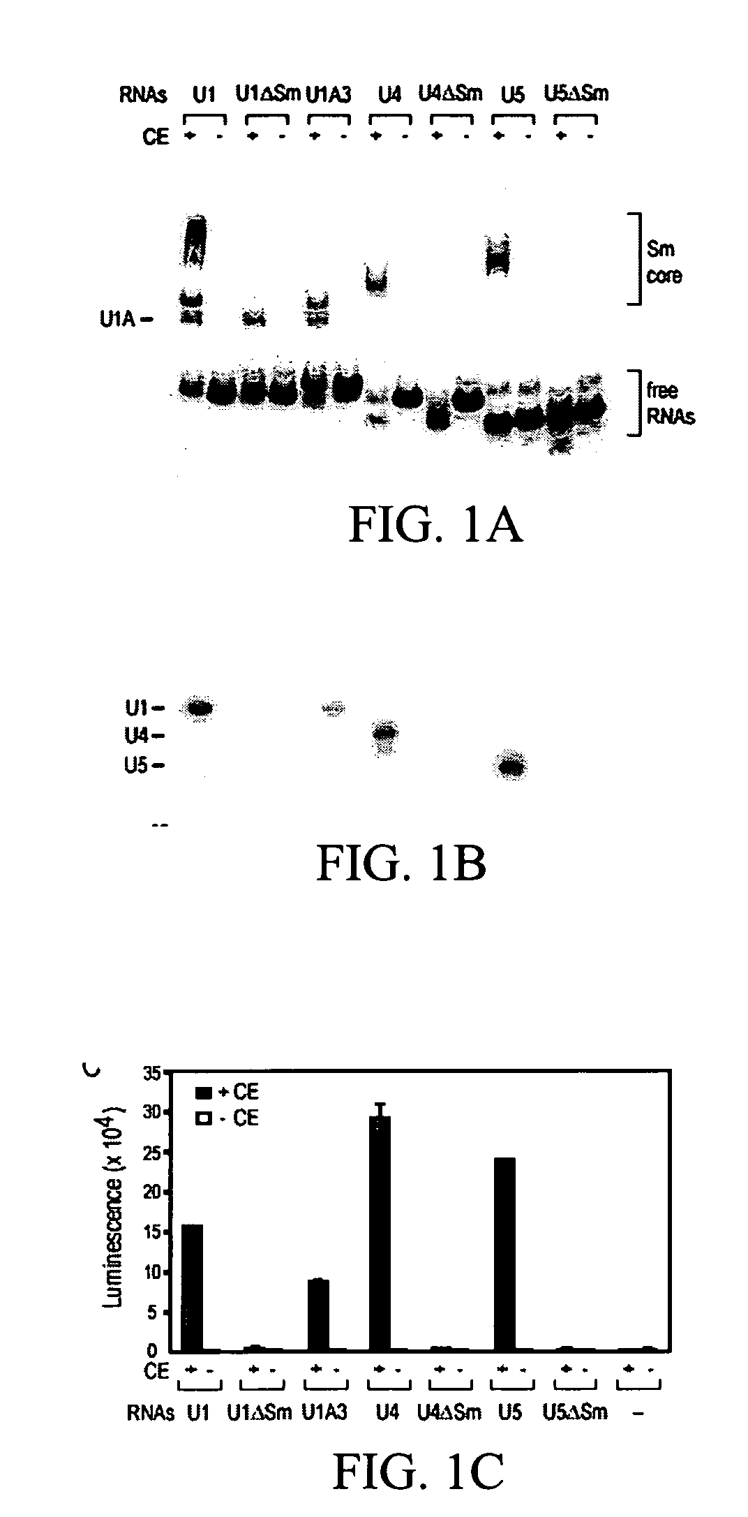 Assays for detecting small nuclear ribonucleoprotein particle assembly and survival of motor neurons activity