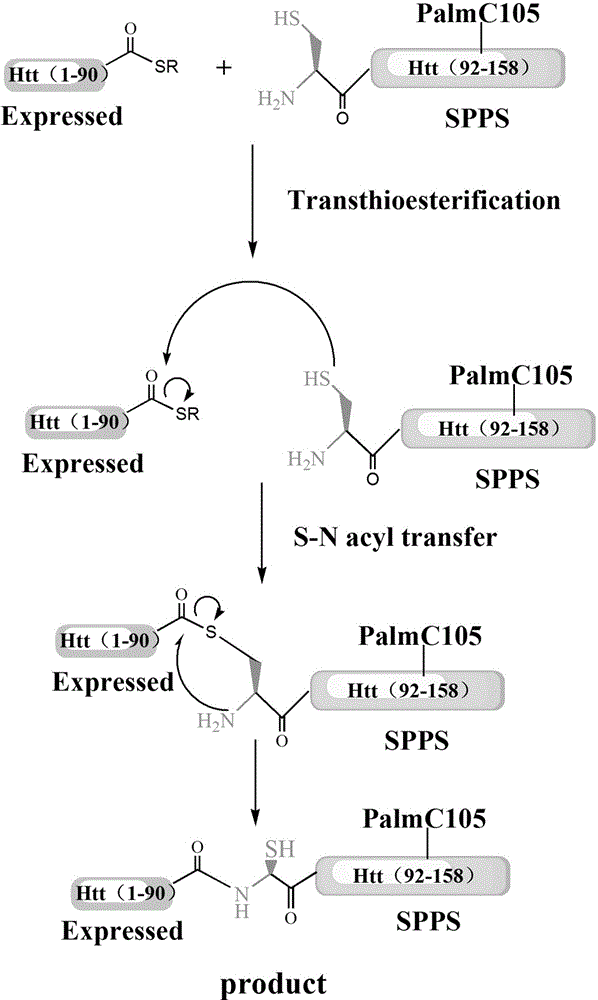 Palmitoylation method of huntingtin protein