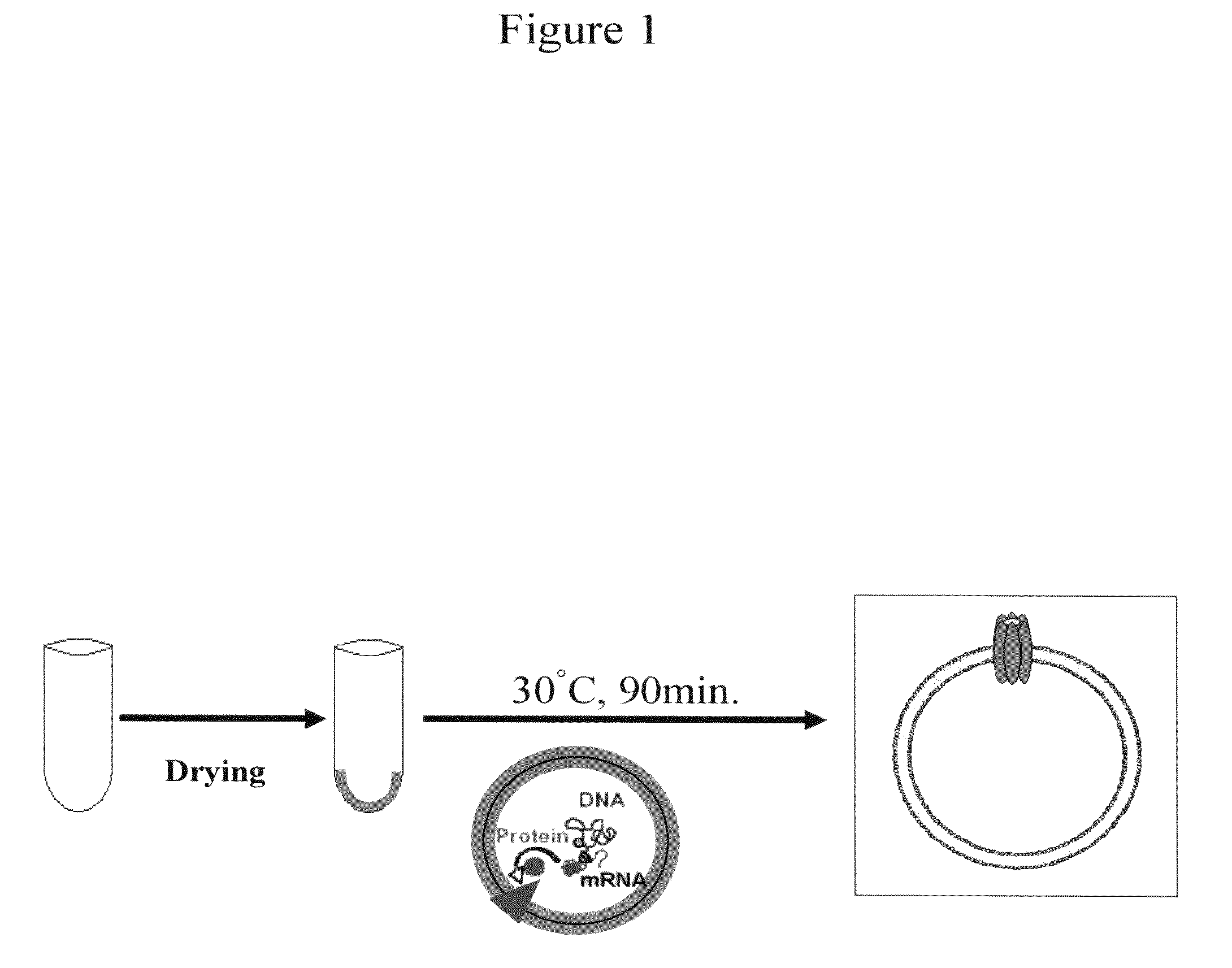 Liposome And Method For Injecting Substance To Cell Using This Liposome