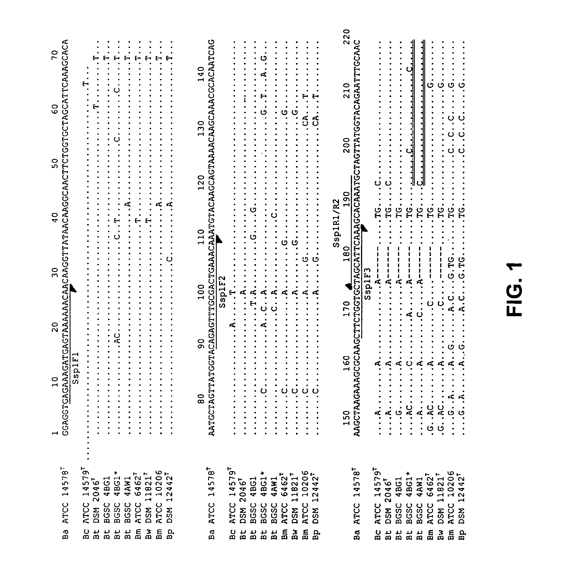 Methods and compositions for detecting Bacillus species