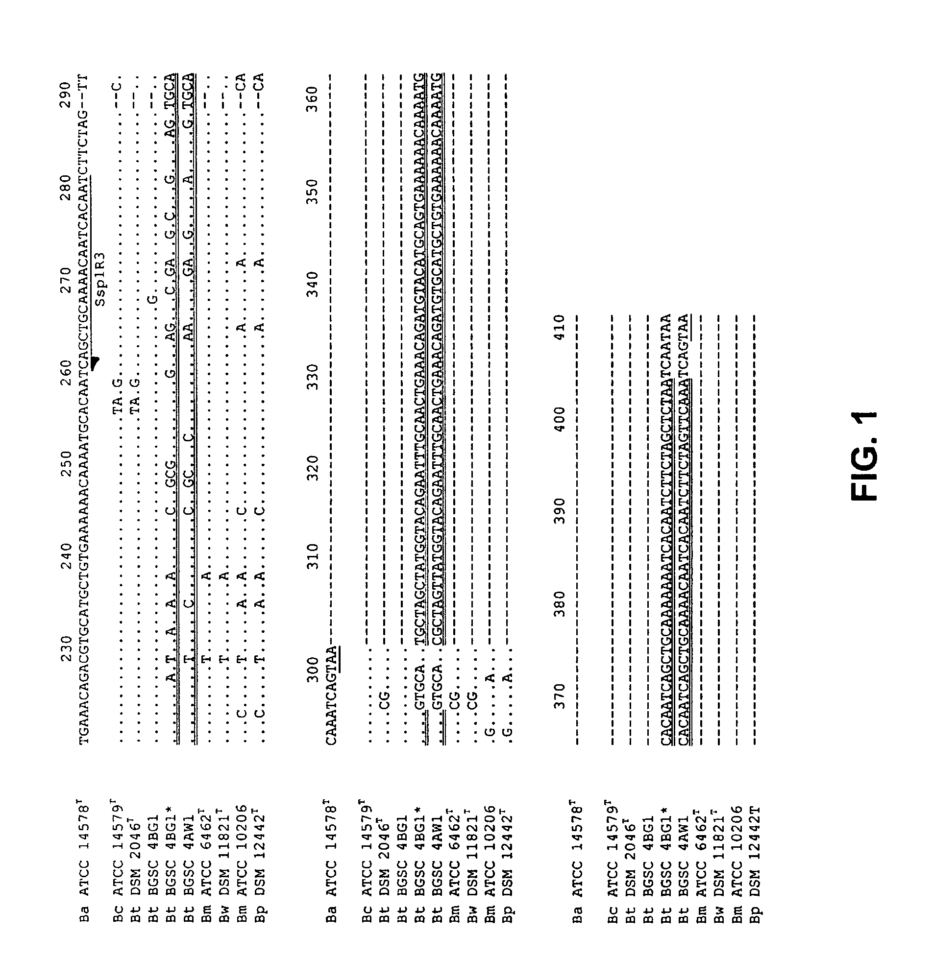 Methods and compositions for detecting Bacillus species