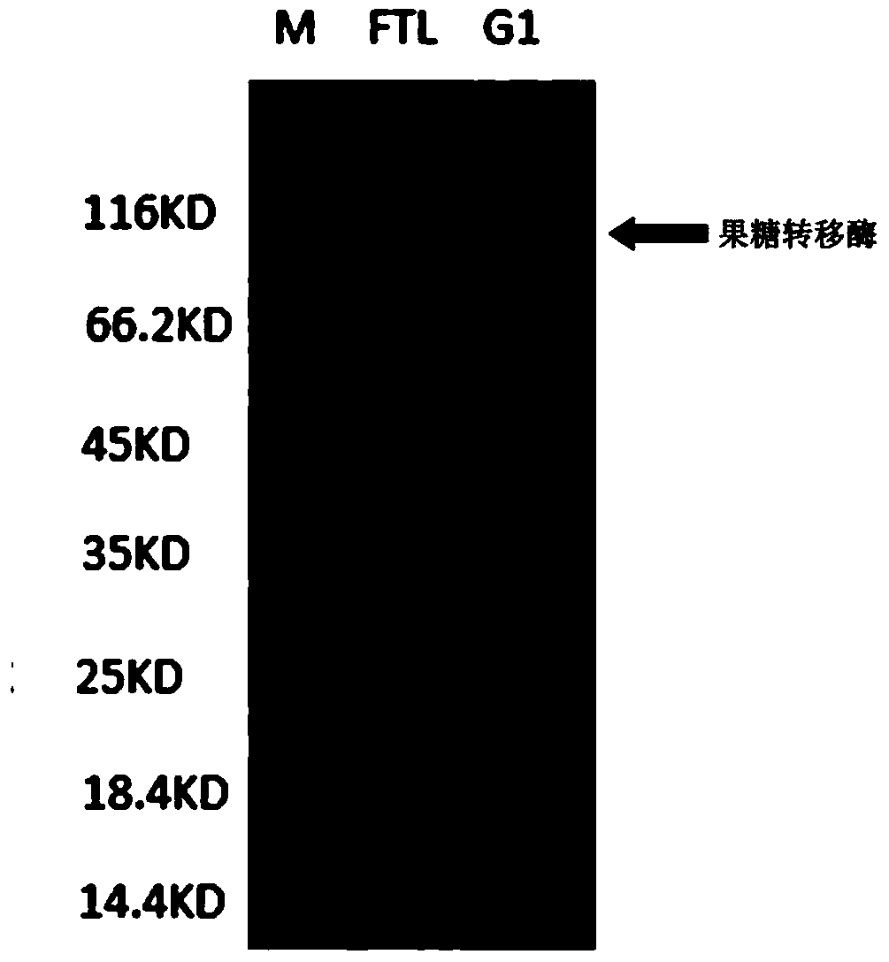 A kind of Aspergillus niger strain with high fructose transferase and its application