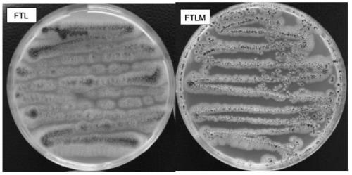 A kind of Aspergillus niger strain with high fructose transferase and its application