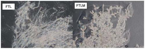 A kind of Aspergillus niger strain with high fructose transferase and its application