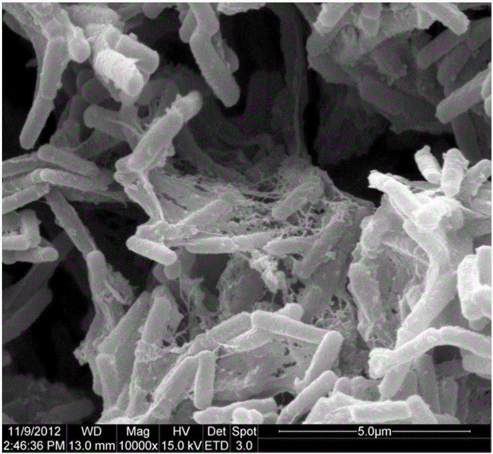 Bacillus licheniformis, method for preparing flocculating agent from bacillus licheniformis and application of flocculating agent