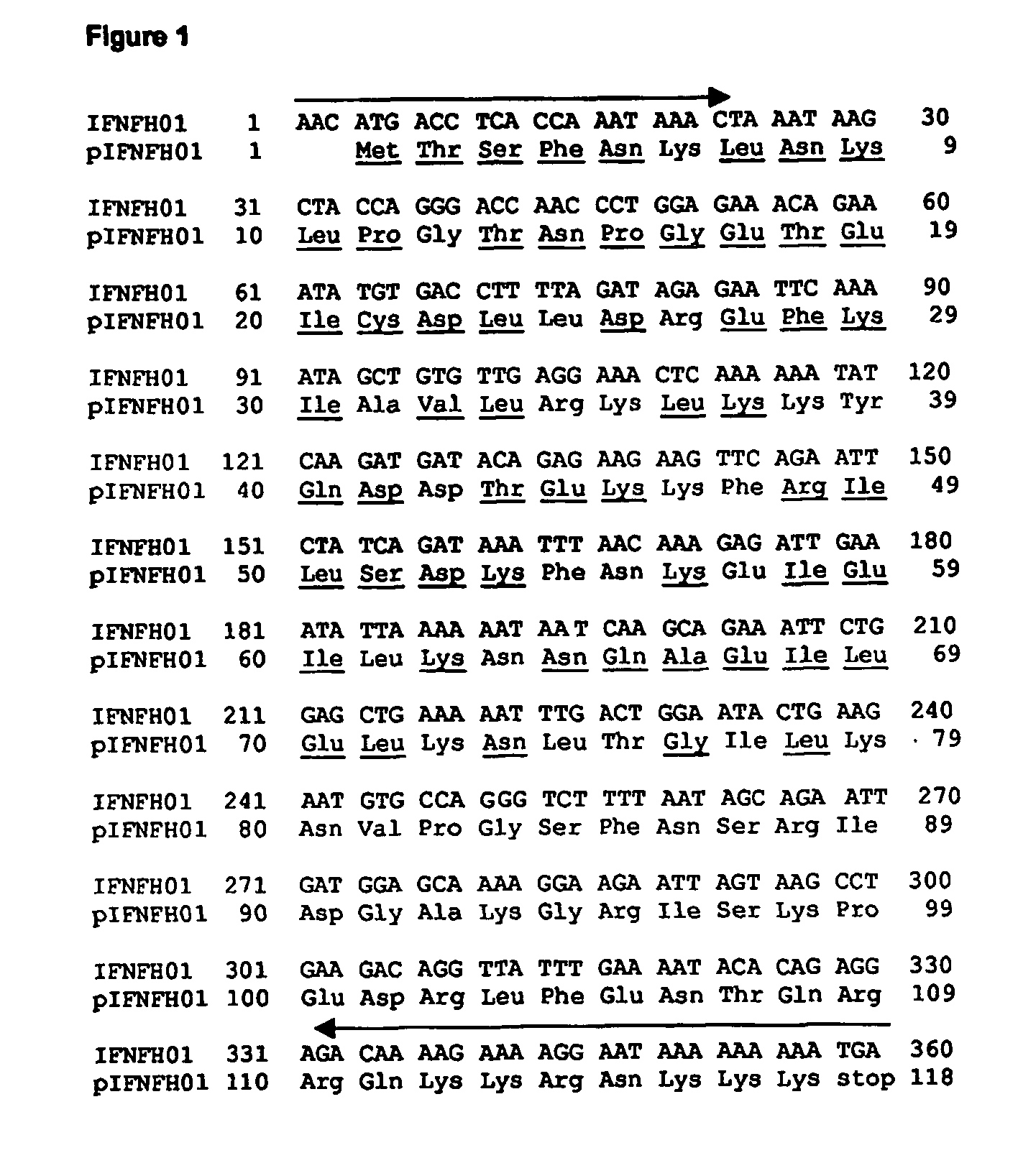 Novel IFNgamma-like polypeptides