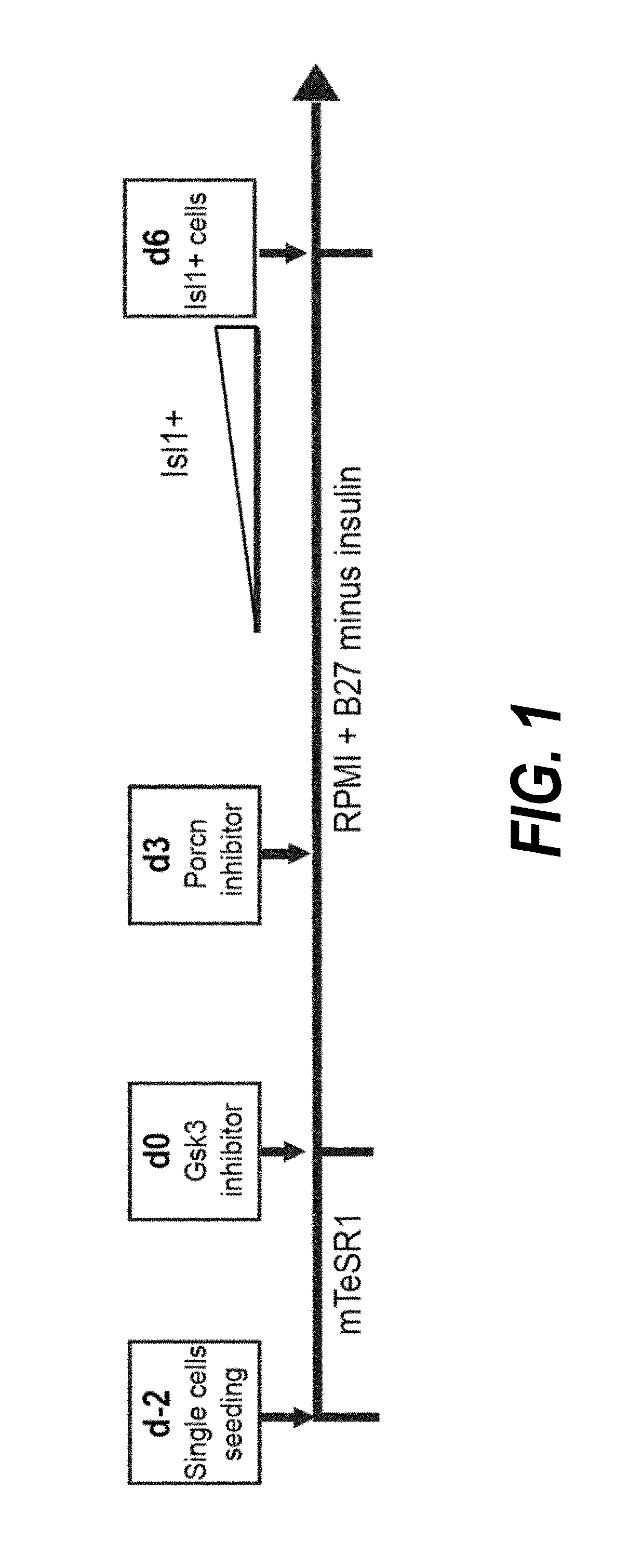 Methods for isolating human cardiac ventricular progenitor cells