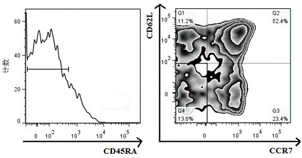 Application of ampicillin in in-vitro amplification of central memory T cells