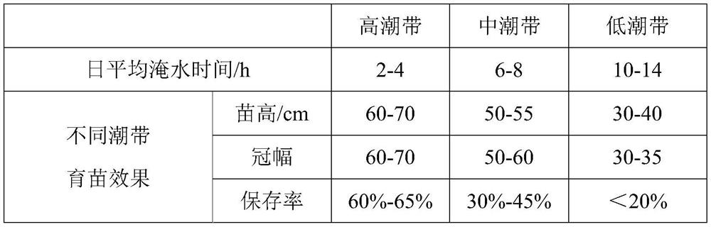 Simple and rapid cultivation method of mangrove plants, namely acrostichum aureum seedlings