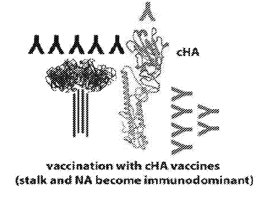 Influenza virus vaccination regimens