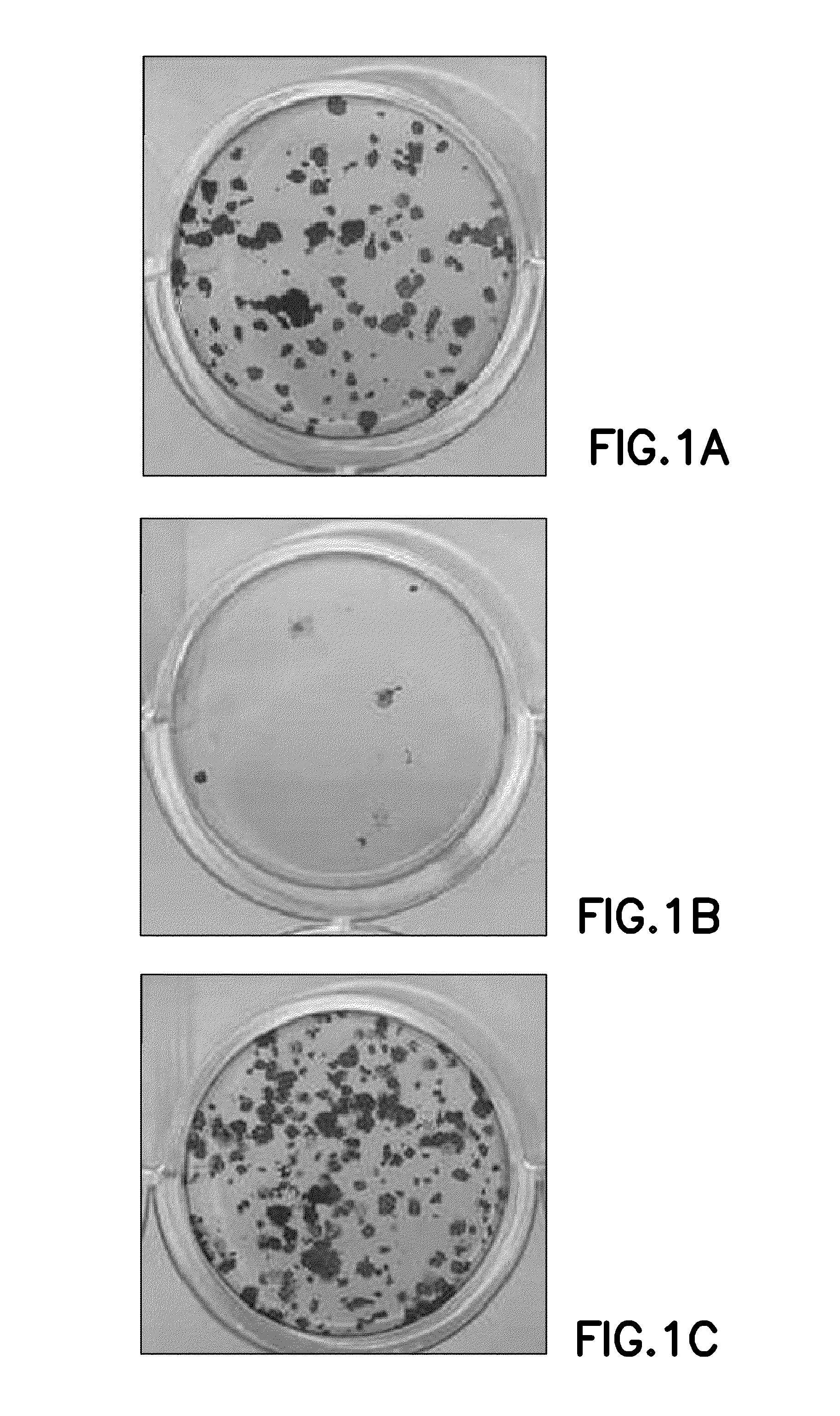 Defined cell culturing surfaces and methods of use