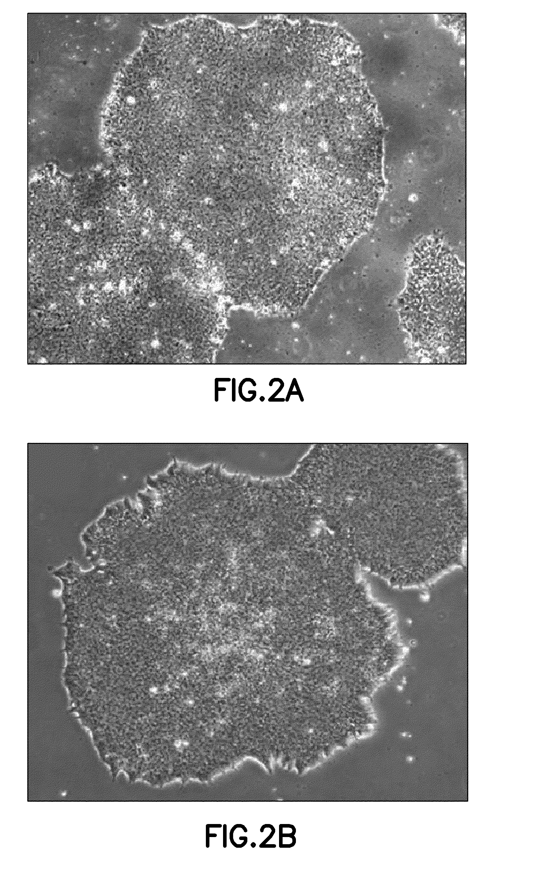 Defined cell culturing surfaces and methods of use
