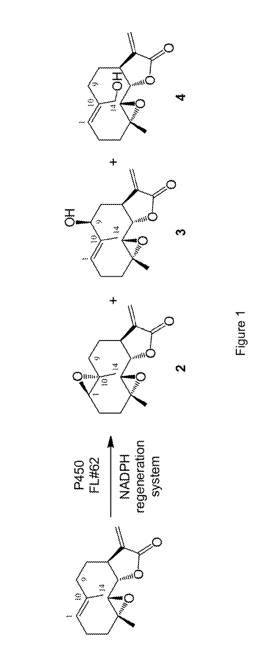 Parthenolide derivatives, methods for their preparation and their use as anticancer agents