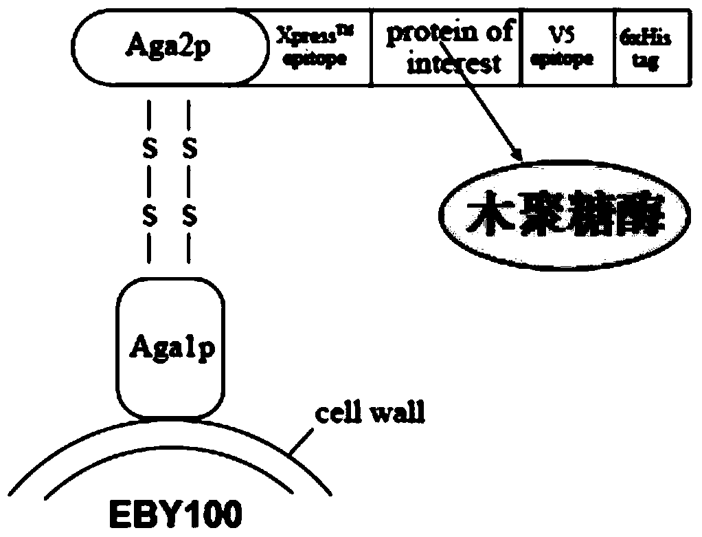 Whole cell xylanase for promoting rumen fermentation, and preparation method thereof