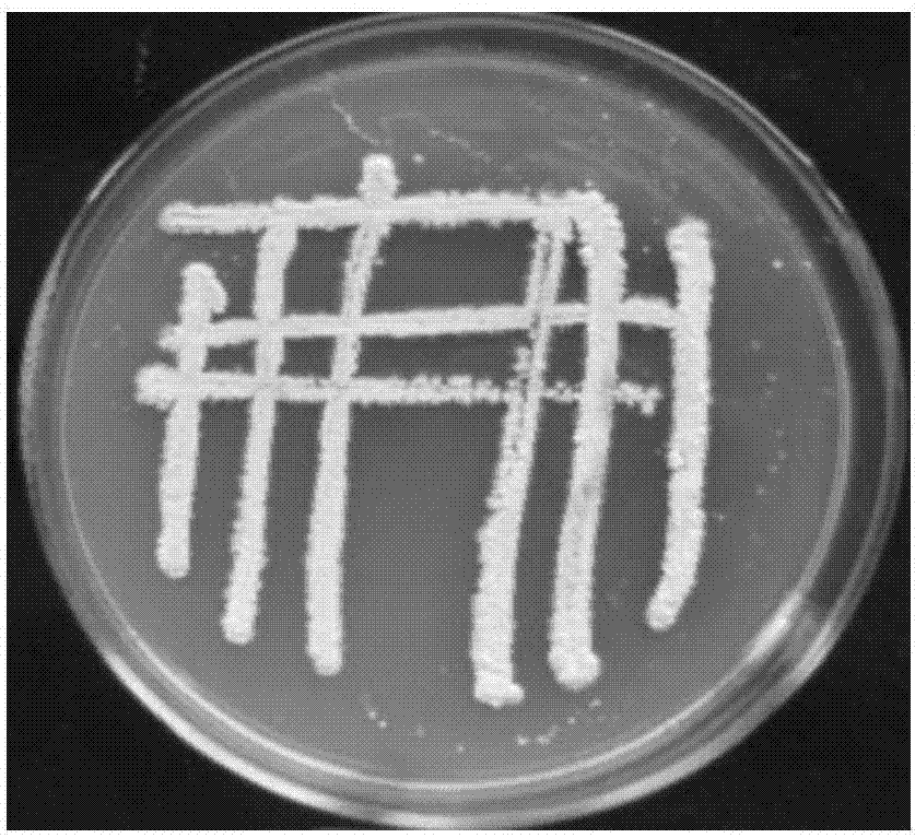 Nematicidal streptomyces albidoflavus and application thereof