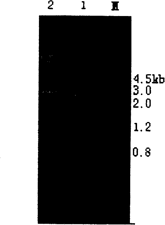 Plant bivalent anti-reverse gene bielement expression carrier