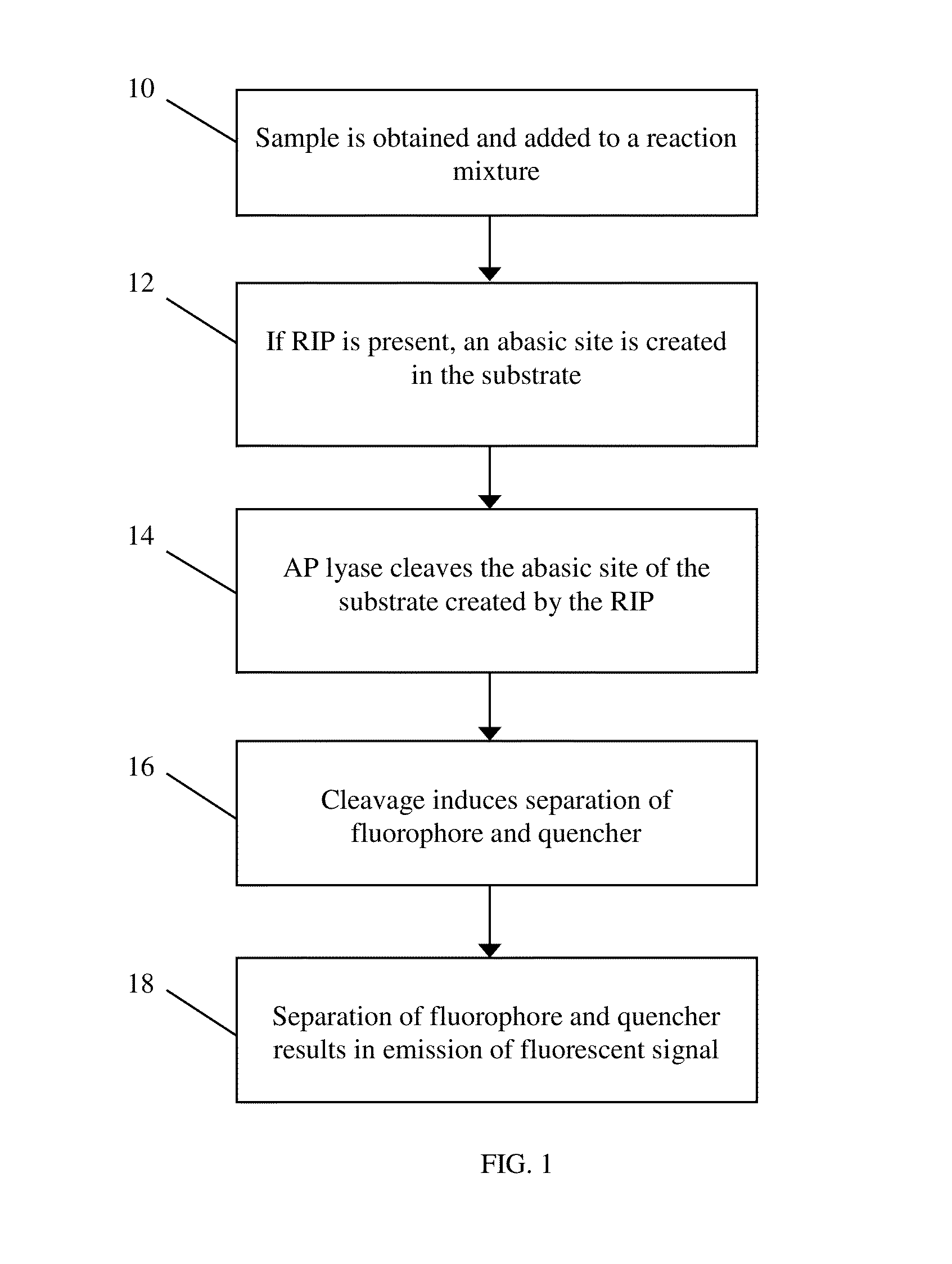 Methods and Systems for the Detection of Ricin and Other Ribosome Inactivating Proteins