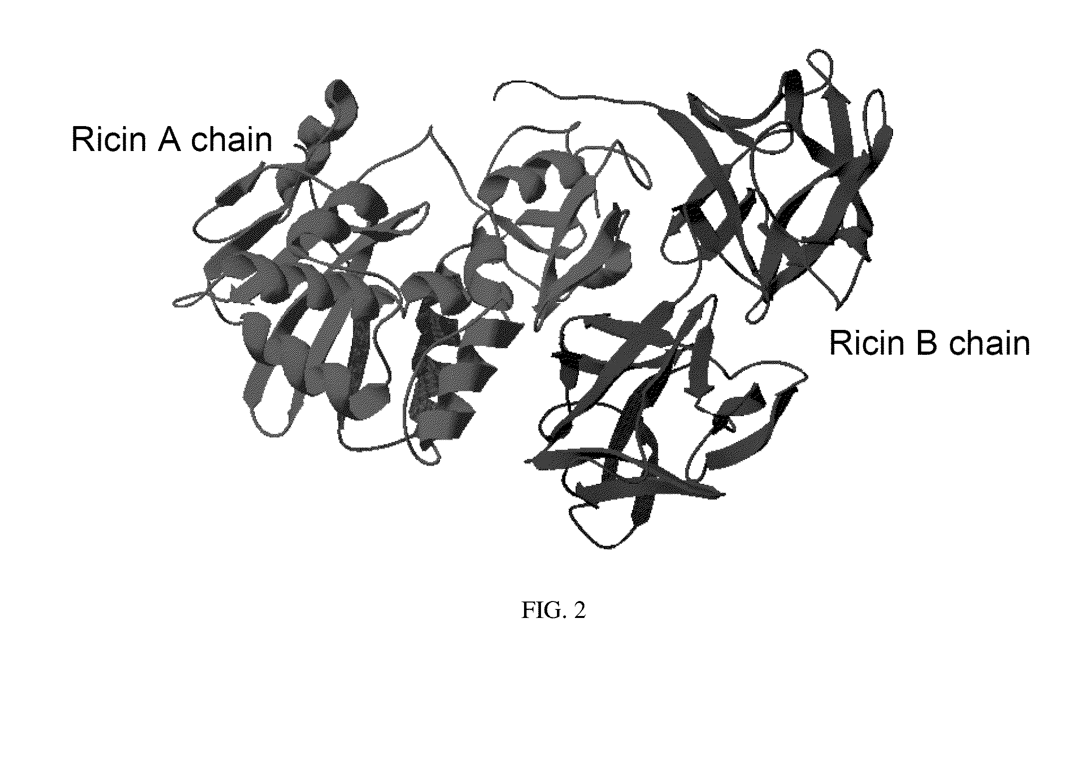 Methods and Systems for the Detection of Ricin and Other Ribosome Inactivating Proteins