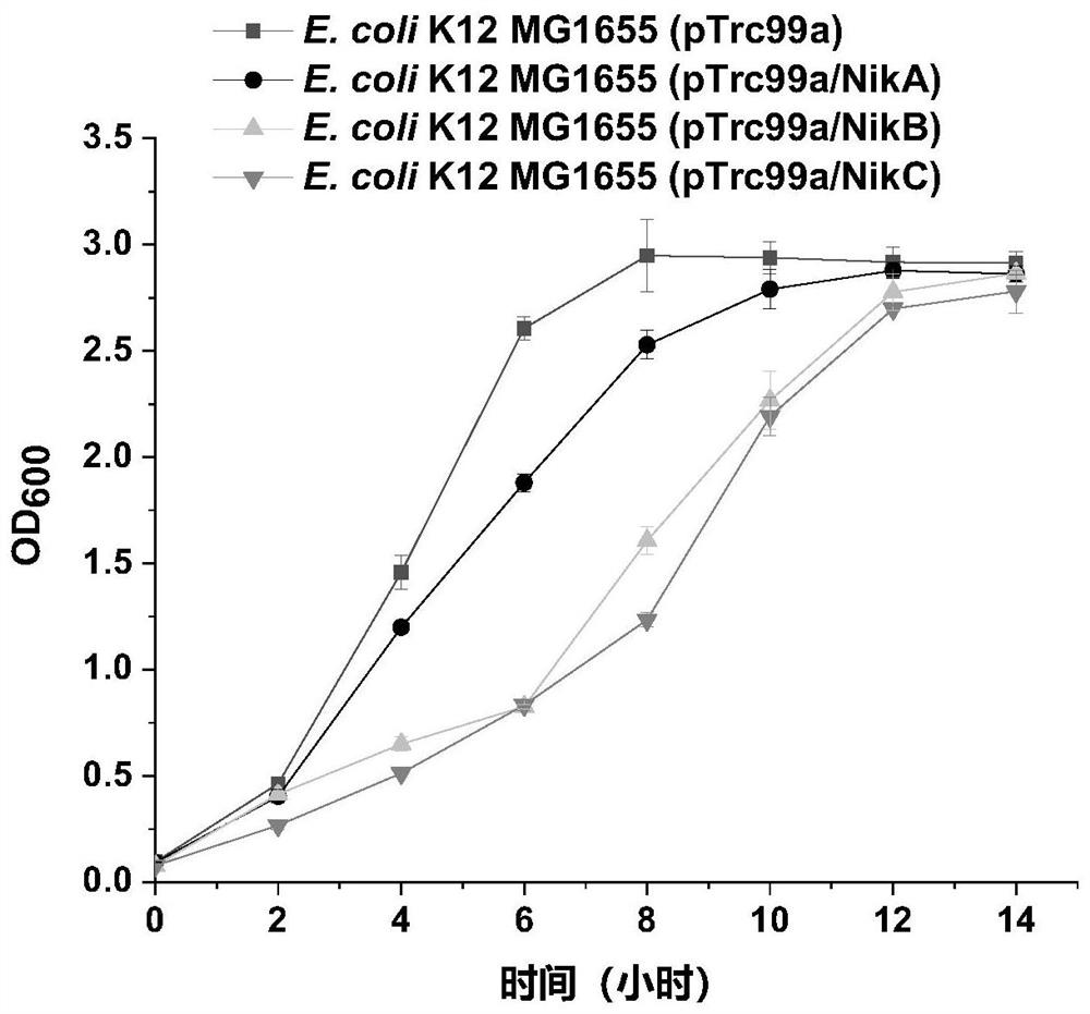 A kind of Escherichia coli engineering bacterium with improved acid stress ability and its application
