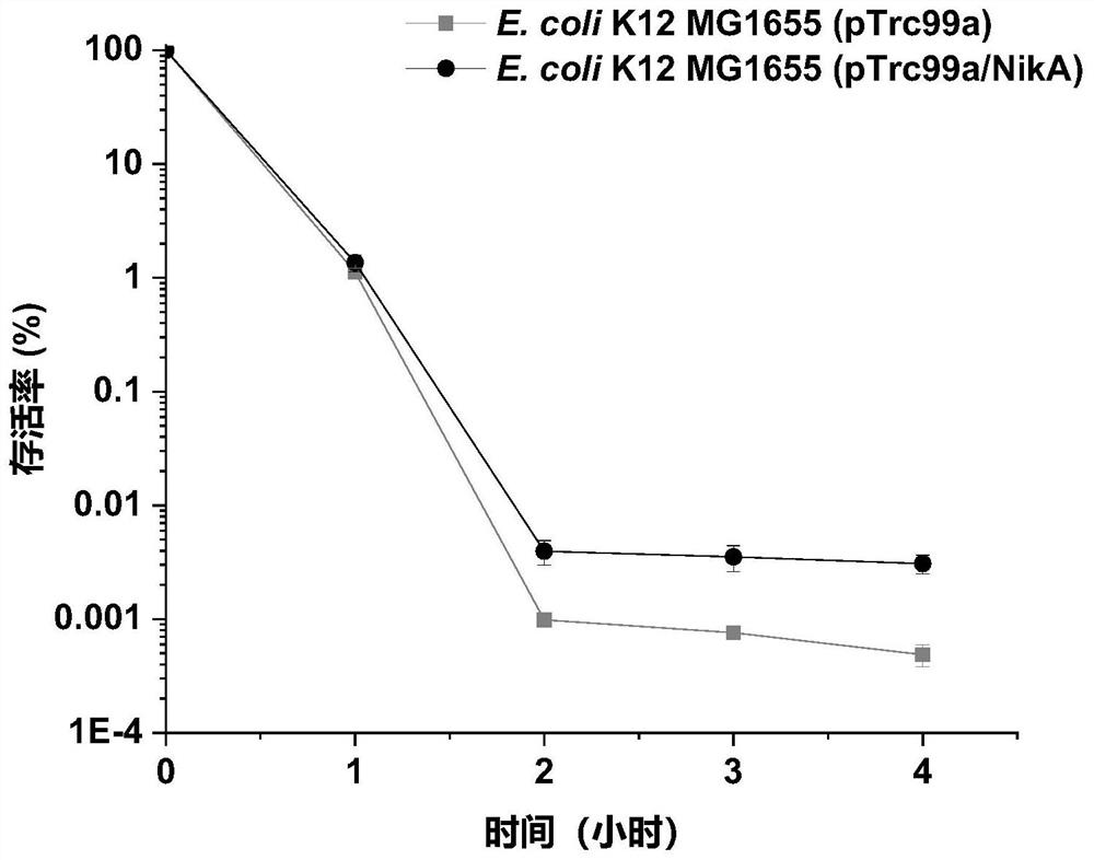 A kind of Escherichia coli engineering bacterium with improved acid stress ability and its application