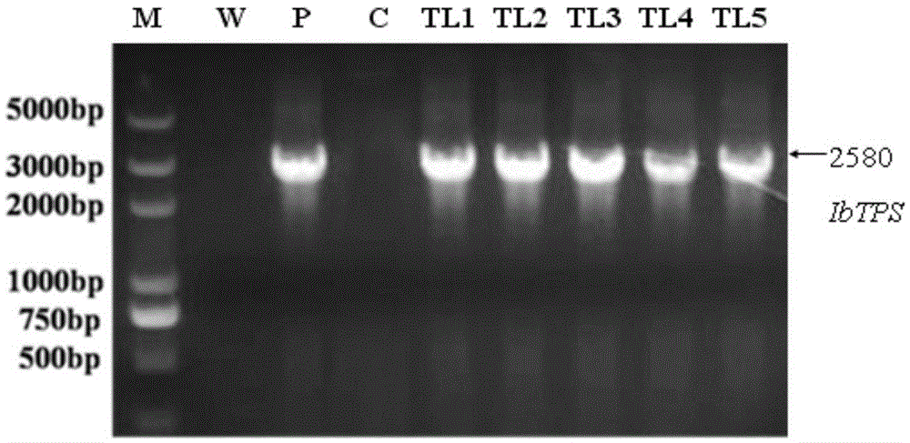 Sweet potato salt-tolerance related protein ibtps and its coding gene and application