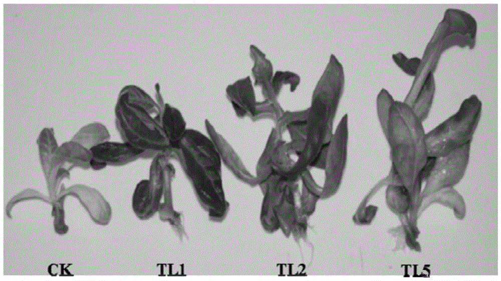 Sweet potato salt-tolerance related protein ibtps and its coding gene and application