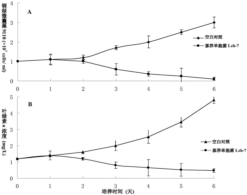 A strain of Stenotrophomonas and its application in the control of cyanobacterial blooms