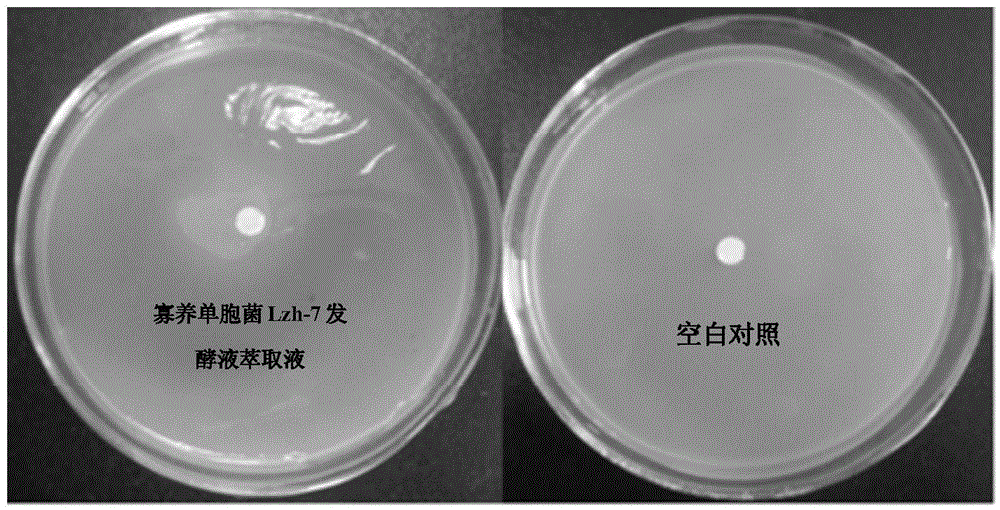 A strain of Stenotrophomonas and its application in the control of cyanobacterial blooms