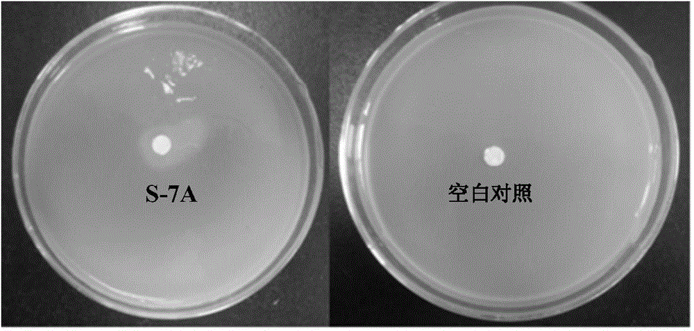 A strain of Stenotrophomonas and its application in the control of cyanobacterial blooms