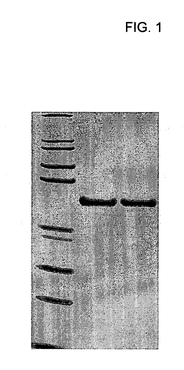 Stabilized compositions for topical administration and methods of making same