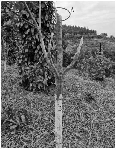 Method for improving top-grafting variety-change survival rate of macadamia ternifolia