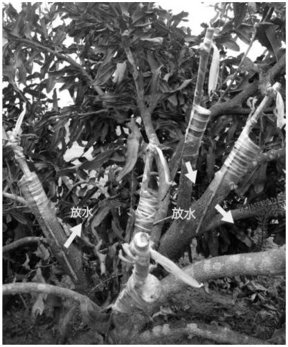 Method for improving top-grafting variety-change survival rate of macadamia ternifolia