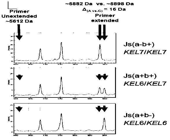 Detection method for human erythrocyte rare blood type genotype and detection kit