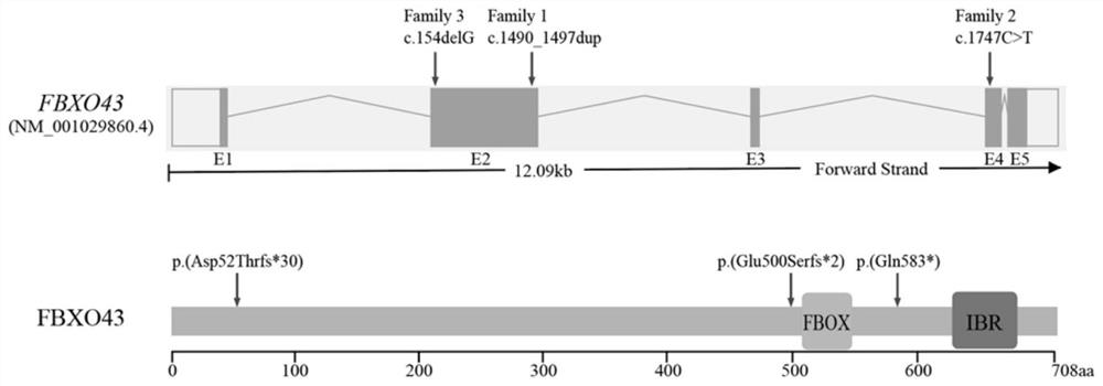 FBXO43 gene for detecting female primary infertility and kit for detecting gene mutation