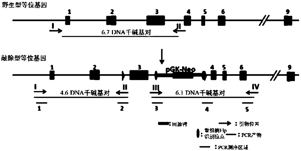 Construction method of AURKA-CKO1-N condition gene knockout mouse model
