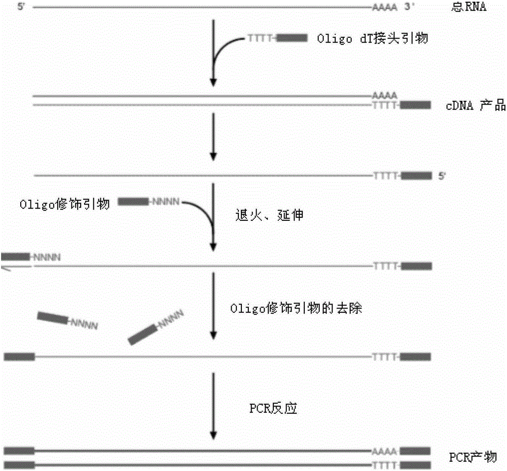 Full-length cDNA nucleic acid linear amplification method and kit