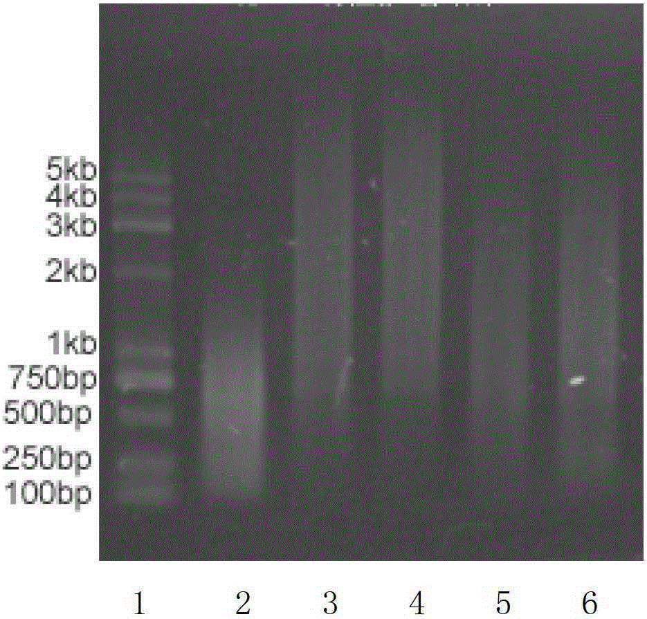 Full-length cDNA nucleic acid linear amplification method and kit