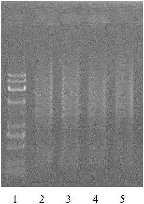 Full-length cDNA nucleic acid linear amplification method and kit