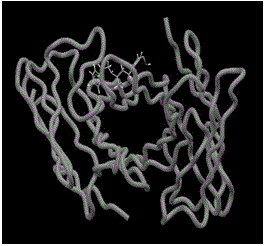 A kind of preparation method of single-chain antibody based on hybridoma cell