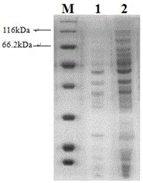 A kind of preparation method of single-chain antibody based on hybridoma cell