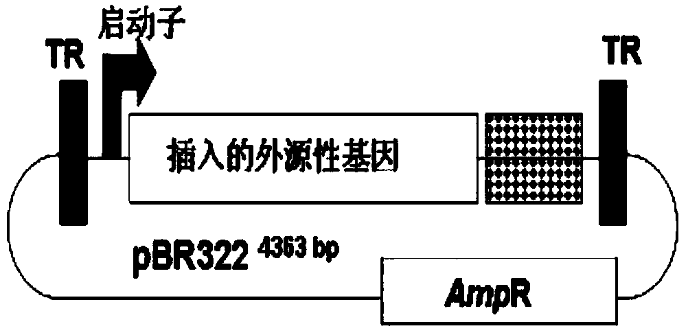 LMP-2 recombinant adeno-associated virus vector and construction method and application thereof