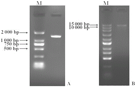 Lilium regale inducible promoter and application thereof