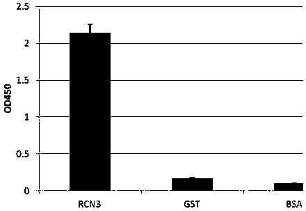 A kind of anti-mouse RCN3 protein monoclonal scfv antibody and panning method thereof
